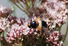 Volucella pellucens